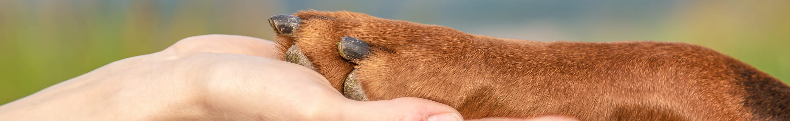 Usedom Urlaub mit Ihrem Hund